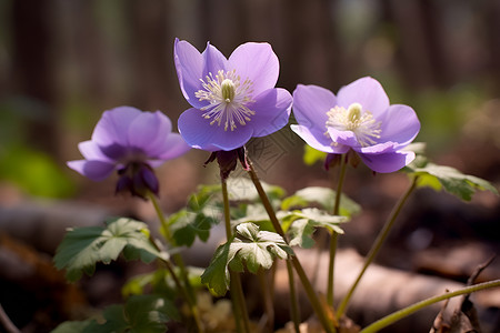 森林中的紫色野花背景图片