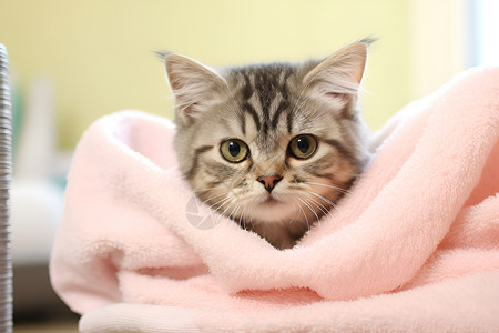 裹在毯子里的猫咪背景图片