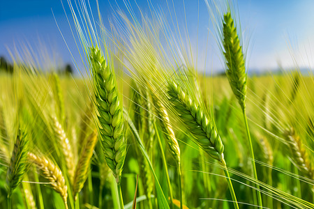 青翠的麦田种植小麦高清图片