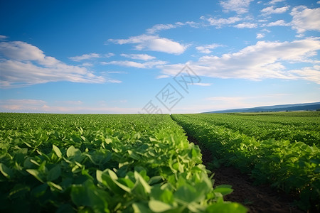 田野里的农作物背景图片