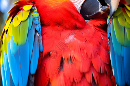 彩色鹦鹉的炫彩羽毛背景图片