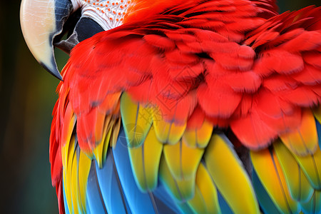 彩色鹦鹉的羽毛高清图片