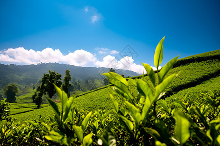 蓝天下的茶园背景图片