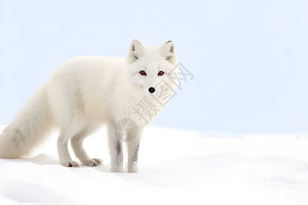 冬日的白狐白狐素材高清图片