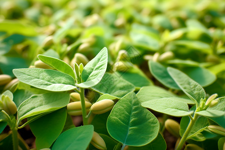 种植大豆翠绿的豆苗背景