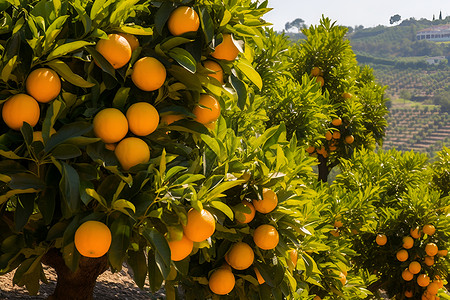 树果果园里的橙子树背景