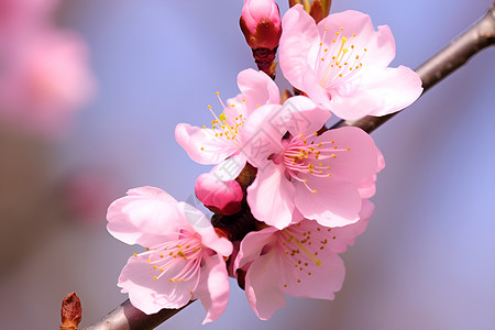 树枝上的桃花背景图片