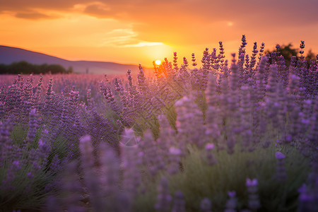 夕阳下盛开的薰衣草背景图片