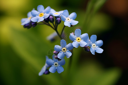 草地上的蓝色野花背景图片