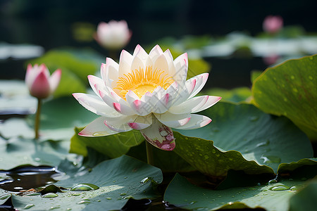 绿叶间的荷花背景图片