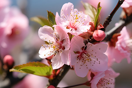阳光下的盛放的桃花背景图片