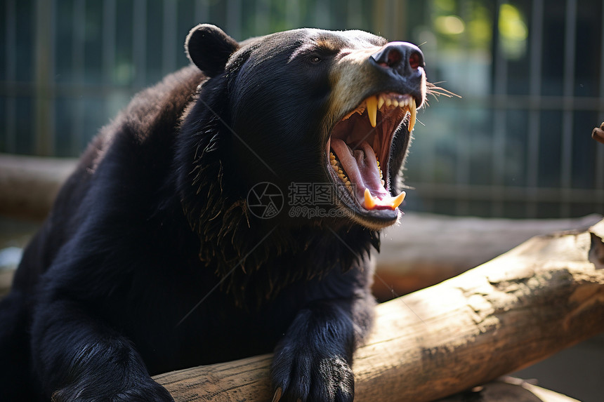 黑熊咆哮图片