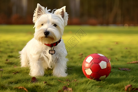 草地上玩耍的狗狗高清图片
