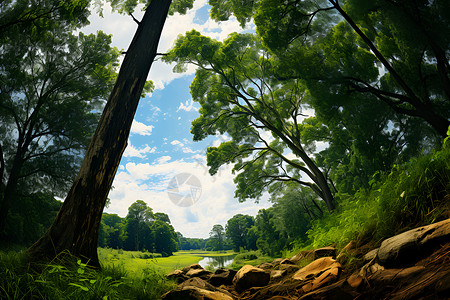 清新的绿色森林背景图片