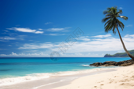 沙滩上的棕榈树背景图片