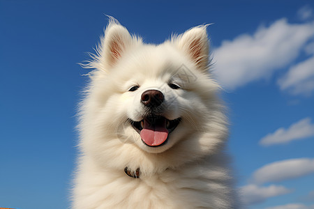 蓝天下可爱的小狗背景图片