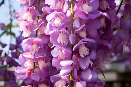 飘香的紫藤花背景图片