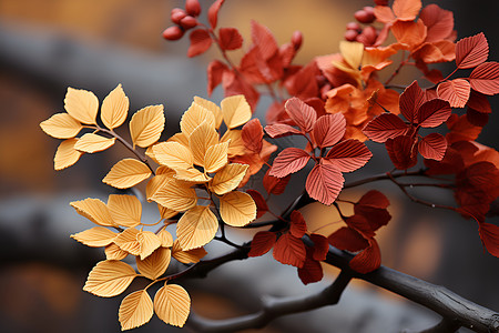 艺术气息的树叶背景图片