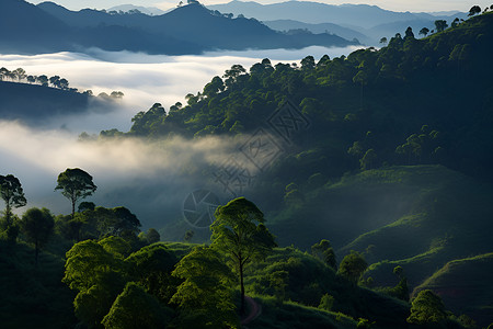 大山云海云海间美丽的绿树背景