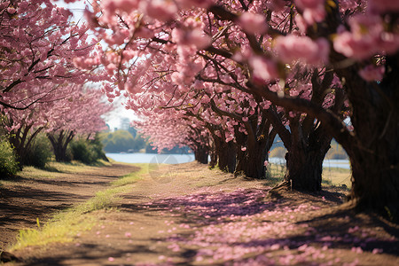 樱花树冠春季的樱花公园背景