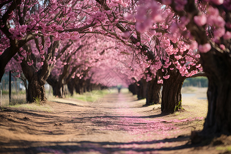 樱花树冠樱花盛开的公园背景