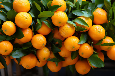 柑橘果园果园树叶高清图片