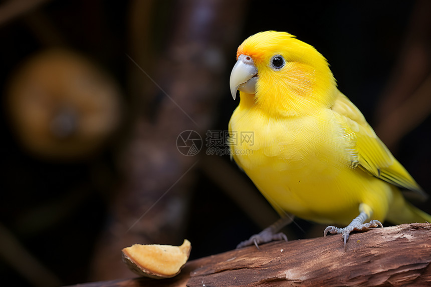 黄色小鸟图片