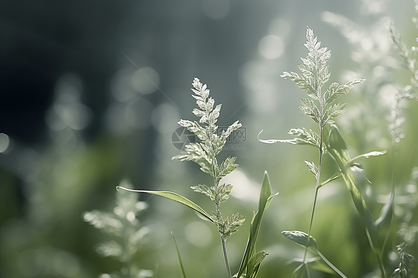 绿色生长的植物图片