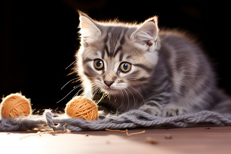玩毛线团猫咪小猫咪玩毛线球背景