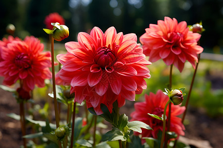 美丽的鲜红花朵背景图片