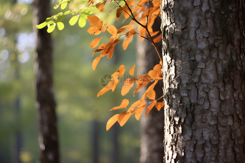 森林中的黄叶之树图片