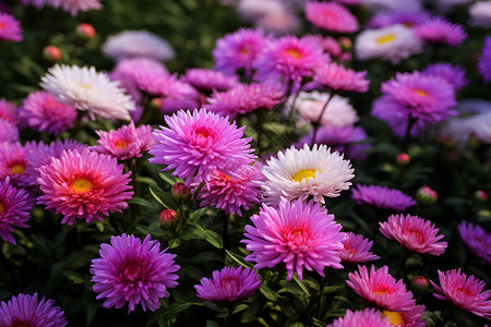 花海中的紫白花束高清图片