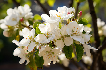 白色树枝素材美丽的盛开的花朵背景