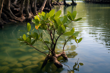 水上的树木背景图片