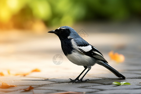 街道上的小鸟背景图片