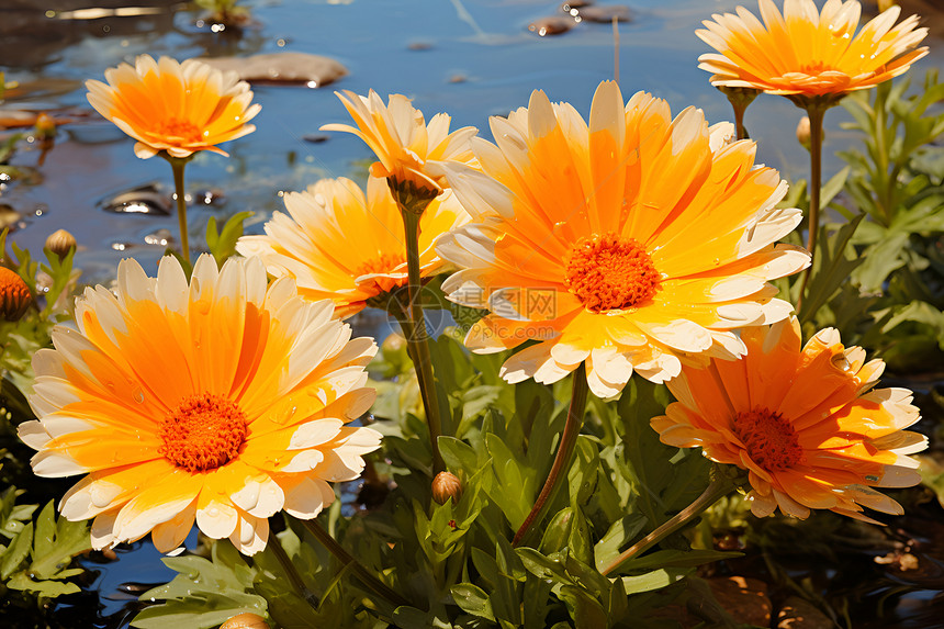 湖畔绽放的花朵图片
