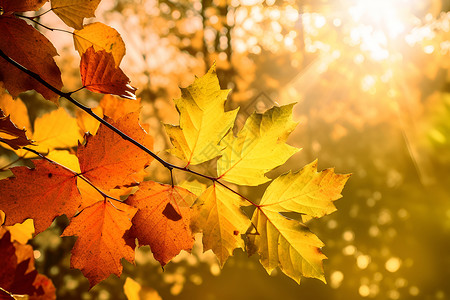 秋季细枝上的树叶背景图片