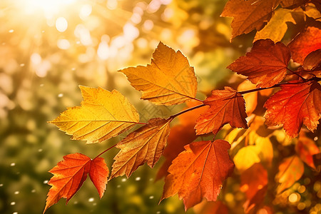 秋季户外的树叶背景图片