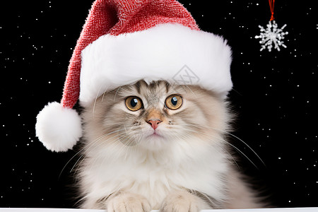 可爱的圣诞帽猫咪背景图片