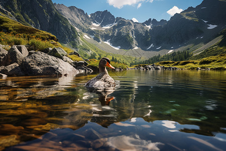 山脉湖泊中的鸭子背景图片