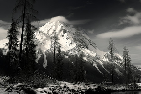 冬季的雪山森林背景图片