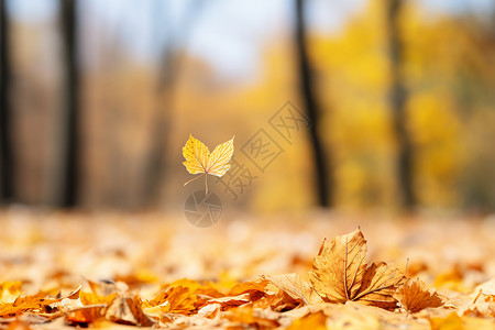 树林里的黄色落叶背景图片
