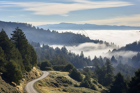 山脉森林中的公路背景图片
