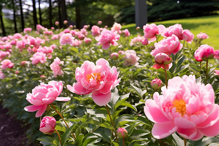 粉色花海普通花园牡丹高清图片