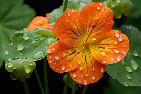 雨后的花朵背景图片