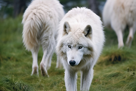 森林的白狼背景图片