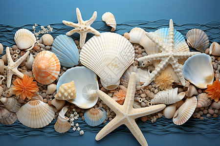 公主和海螺壳贝壳和海星背景