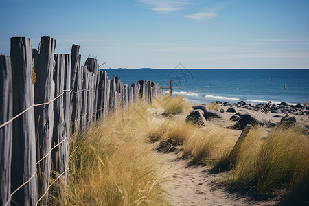 海岸的小草背景图片