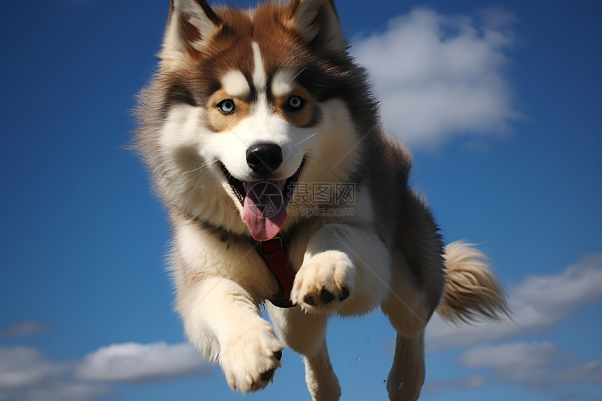 跳跃的狗狗图片