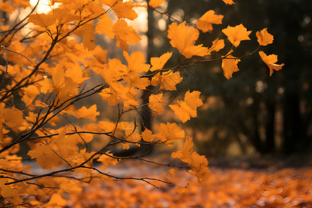 秋日黄叶背景图片